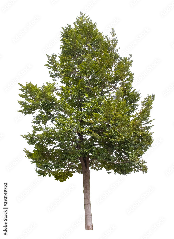 Tree isolated on white background, Suitable for use in architectural design and decoration work. Tree isolated on white background, Suitable for use in architectural design and decoration work.