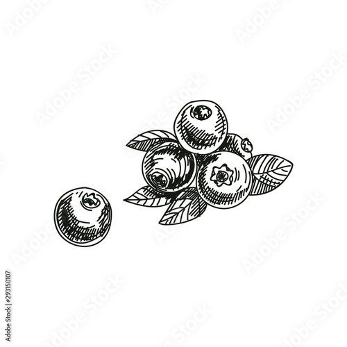 Blueberry hand drawn vector illustration