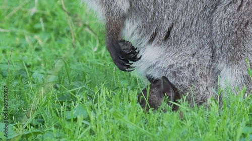 Bennett's tree-kangaroo eats grass. Female Dendrolagus bennettianus with cub are grazing in the meadow. Slow motion. photo