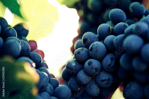 grape and vine vinegrape of sangiovese under sunlight in tuscany italy autumn summer  photo
