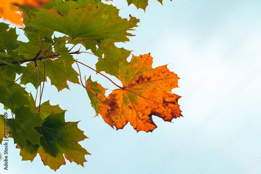Colorful maple leaves under bright sky Colorful maple leaves under bright sky