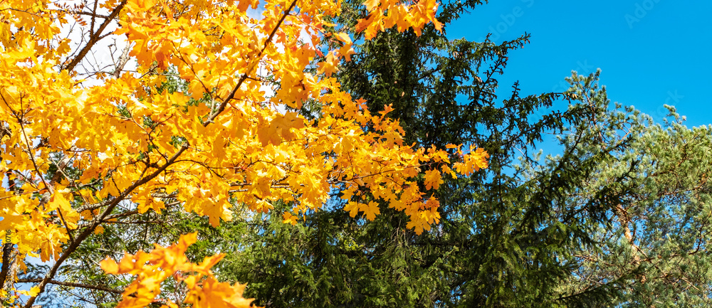 Fototapeta premium Autumn forest in northern Europe. Bright yellow maple leaves on a background of blue sky and pine branches. The colors of autumn.