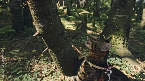 One cat in a city park. Bengal wildcat walk on the forest in collar. Asian Jungle Cat or Swamp or Reed. Domesticated leopard cat hiding, hunting and playing in grass. Domestic cat in outdoor nature. © ivandanru