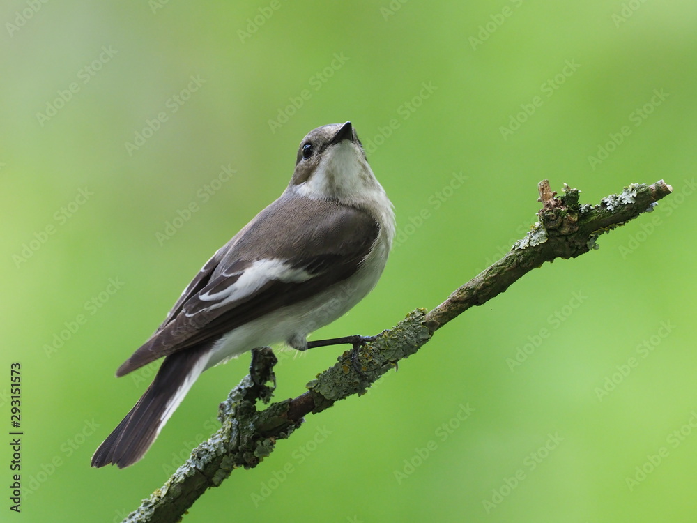 Obraz premium Trauerschnäpper