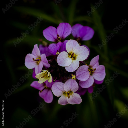 Purple/White/Pink flowers on dark background