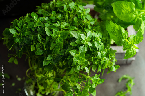 Wallpaper Mural Growing basil in a flowerpot at home, closeup view Torontodigital.ca