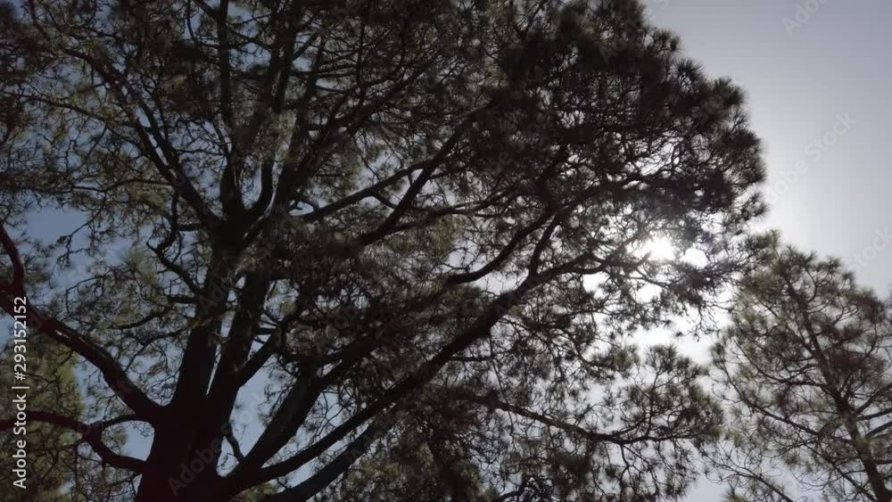 sunshine through trees, moving slow in coniferous forest on sunny summer day sunshine through trees, moving slow in coniferous forest on sunny summer day