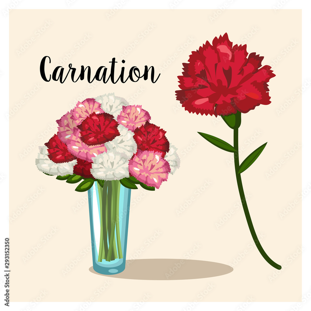 Carnation flower. vase of Carnation flowers. vector