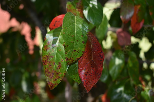 Early Autumn foliage on display in the park