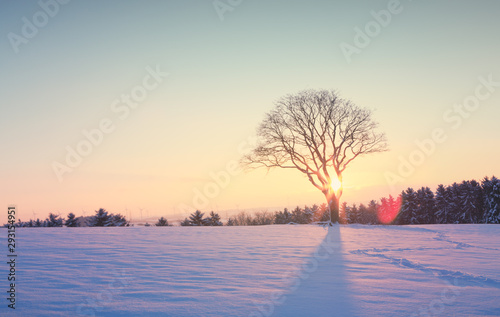 Winter sunset over the snow-covered tree. © Swetlana Wall