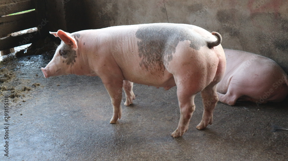 Many very white pigs in the pen Many very white pigs in the pen