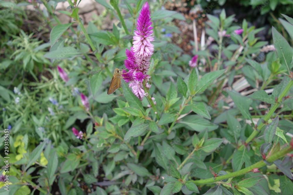 屋外に咲いた紫のケイトウの花 屋外に咲いた紫のケイトウの花
