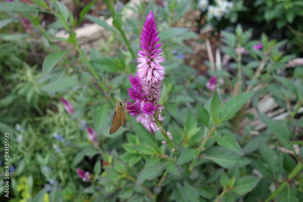 屋外に咲いた紫のケイトウの花