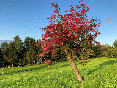 Young organic orchards and green Swiss pastures on the slopes of the Buochserhorn mountain and by the lake Lucerne or Vierwaldstaetersee lake (Vierwaldstattersee), Buochs - Switzerland photo