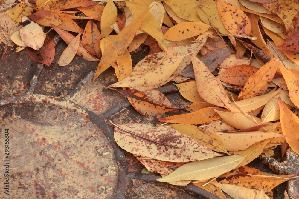 Autumn abstract background. Autumn falling red, yellow, orange, brown leaves . autumnal foliage fall of leaves. Design concept for seasonal holiday greeting card Autumn abstract background. Autumn falling red, yellow, orange, brown leaves . autumnal foliage fall of leaves. Design concept for seasonal holiday greeting card