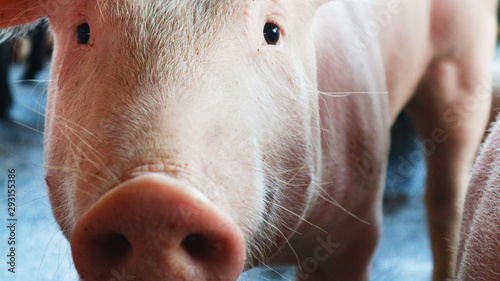 Many very white pigs in the pen