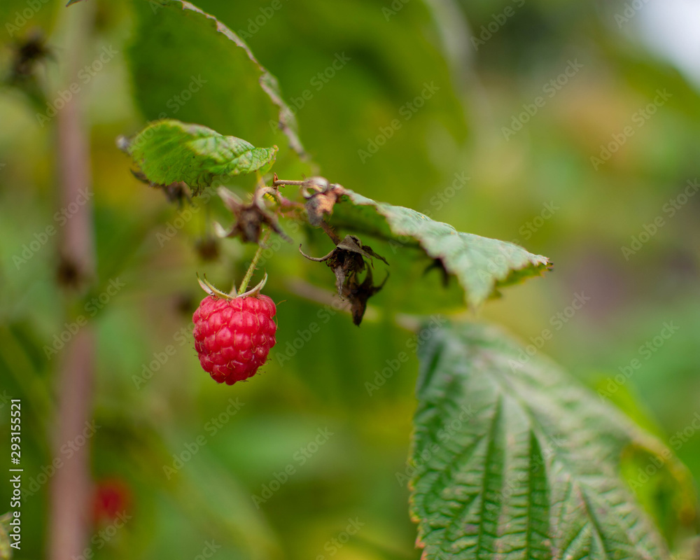 Close up of a single red raspberry Close up of a single red raspberry