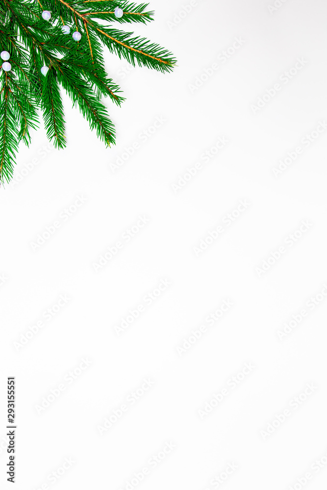 Spruce branches isolated on white background.