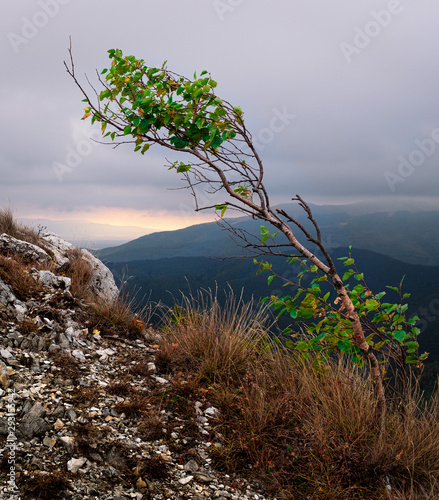Foto Young sapling strong against the blowing  winds atop a mountain peak