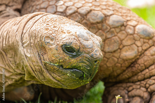 Giant tortoise portrait 4