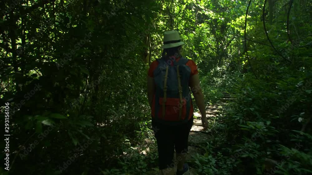 Back view of Backpacker Asian woman walking in forest and sunshine in the morning. Hikers hiking in forest travel adventure Asia Thailand Back view of Backpacker Asian woman walking in forest and sunshine in the morning. Hikers hiking in forest travel adventure Asia Thailand