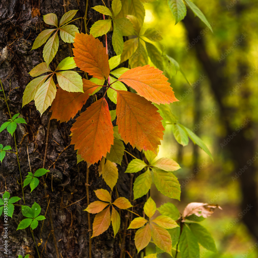 Liana with colorful autumn leaves on a tree trunk close-up Liana with colorful autumn leaves on a tree trunk close-up