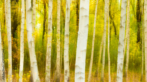 Blurred natural abstract background - white birch trunks closeup on a background of yellow foliage in the forest