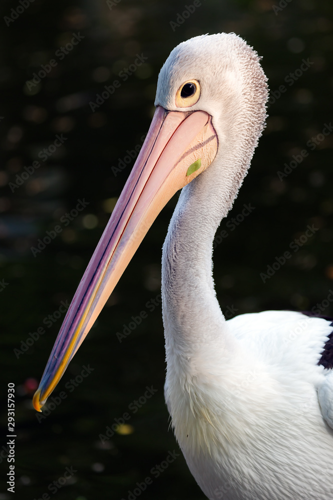 The great white pelican (Pelecanus onocrotalus) aka the eastern white pelican, rosy pelican or white pelican