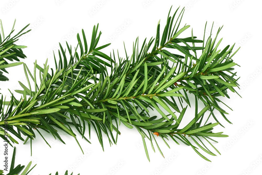 Christmas background. Top view with copy space. fir tree isolated on white background Christmas background. Top view with copy space. fir tree isolated on white background