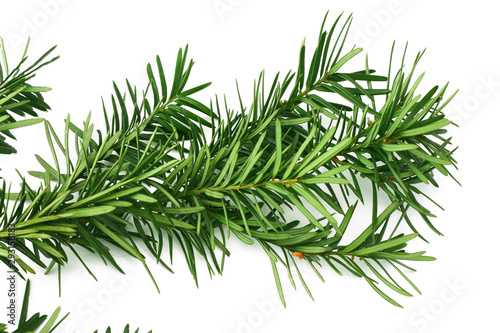 Christmas background. Top view with copy space. fir tree isolated on white background