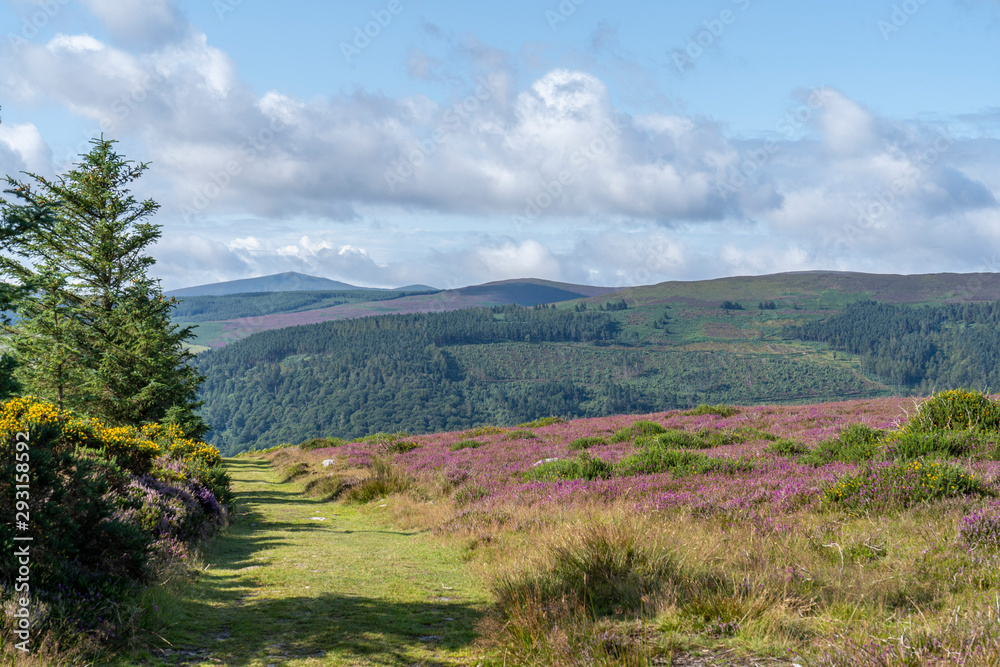 Wicklow way, county wicklow. Wicklow way, county wicklow.