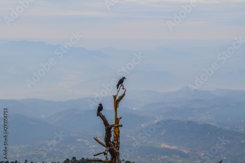 Crows on a branch against blue mountains photo