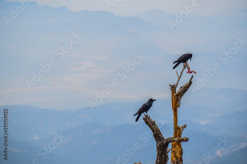 Crows on a branch against blue mountains