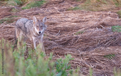 Fototapeta Naklejka Na Ścianę i Meble -  Coyote In Brush