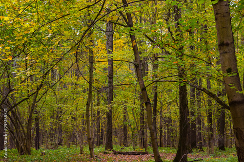 Fototapeta Naklejka Na Ścianę i Meble -  Forest landscape at the fall season