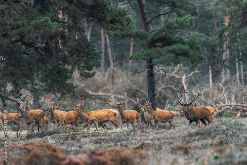 Red deer stag with group of females during rutting season.