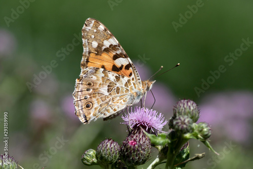 The thistle butterfly is a butterfly from the subfamily Nymphalinae of the family of the aurelias. In the Netherlands and Belgium, the thistle butterfly is primarily known as a migratory butterfly.