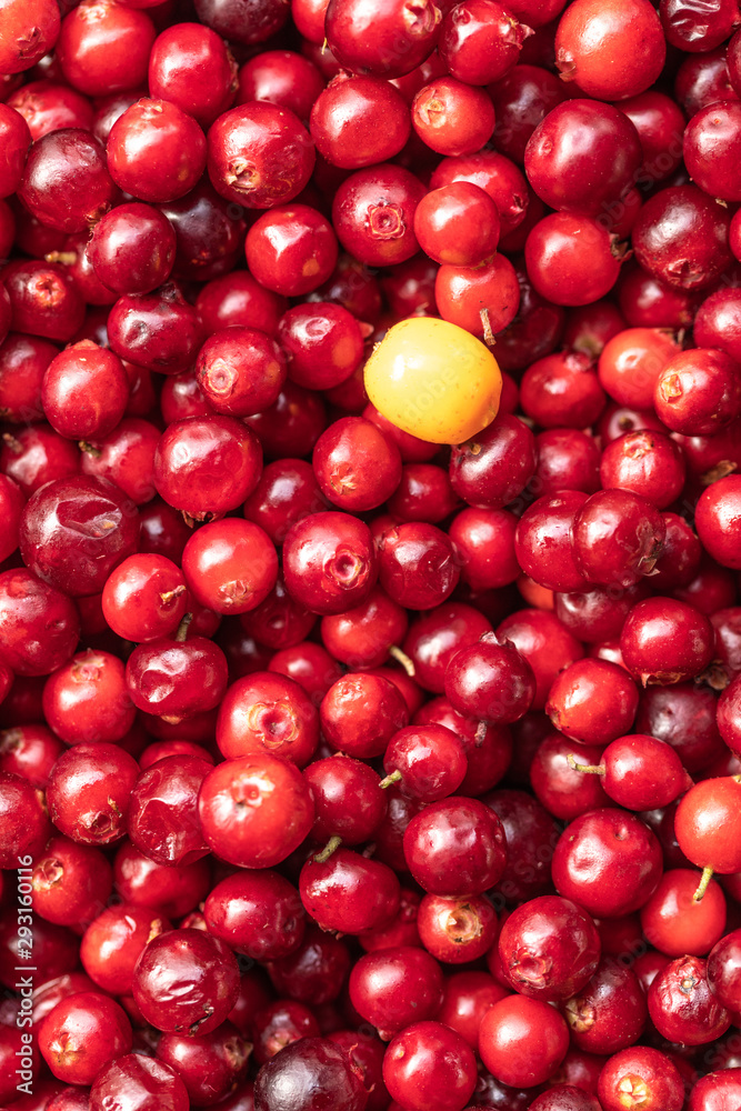 Red lingonberries in a round wooden plate on a background of green grass Red lingonberries in a round wooden plate on a background of green grass