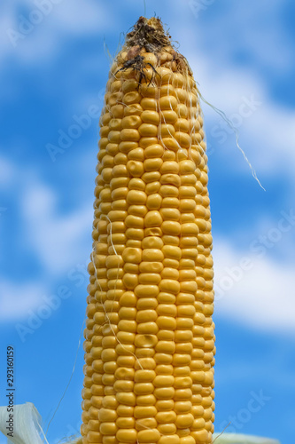 Ear of corn with large yellow grains at garden photo