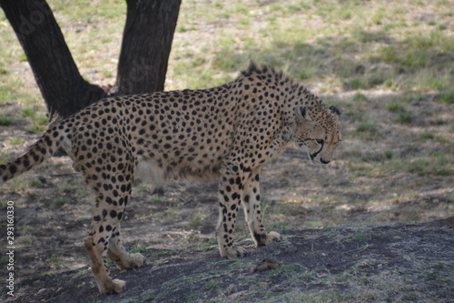 Gepard