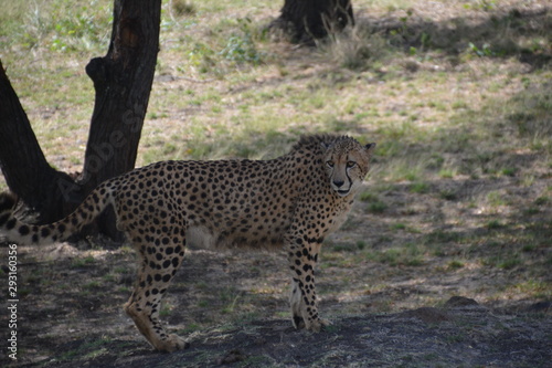 Leopard