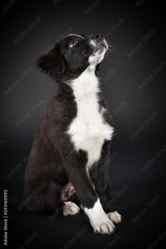 australian shepherd Süßer Hundewelpe im Studio mit schwarzem Hintergrund australian shepherd Süßer Hundewelpe im Studio mit schwarzem Hintergrund