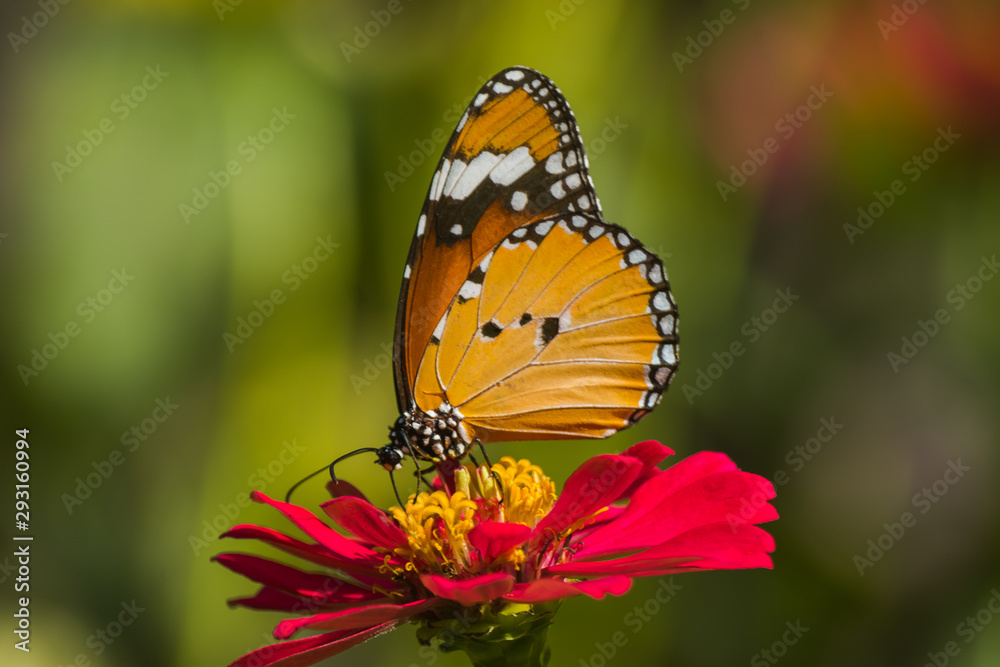 Monarch Butterfly On Daisy Flower In The Garden Monarch Butterfly On Daisy Flower In The Garden