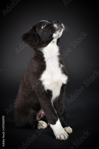 australian shepherd Süßer Hundewelpe im Studio mit schwarzem Hintergrund © sonne_fleckl