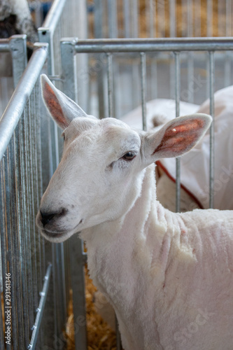 Sheep at State Fair