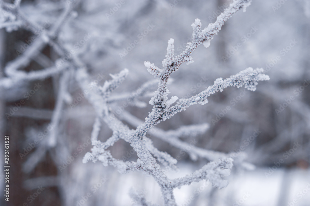 frozen branches covered with snow frozen branches covered with snow