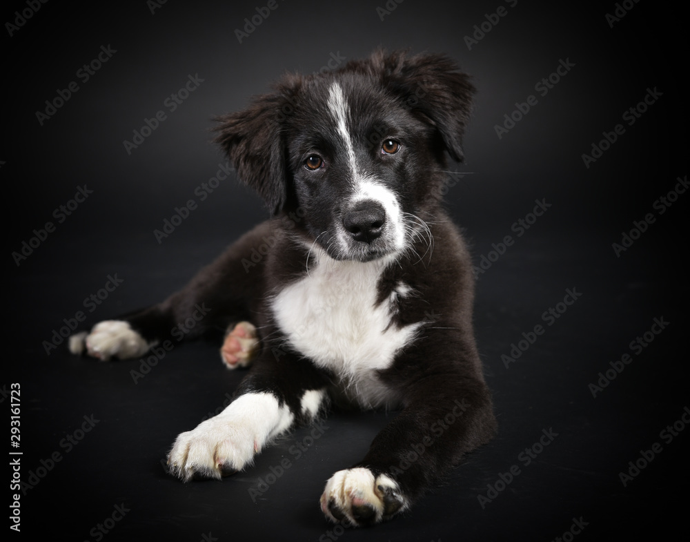 australian shepherd Süßer Hundewelpe im Studio mit schwarzem Hintergrund australian shepherd Süßer Hundewelpe im Studio mit schwarzem Hintergrund