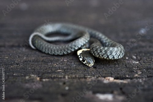 Grass snake (Natrix natrix) curled up on a wooden surface.
