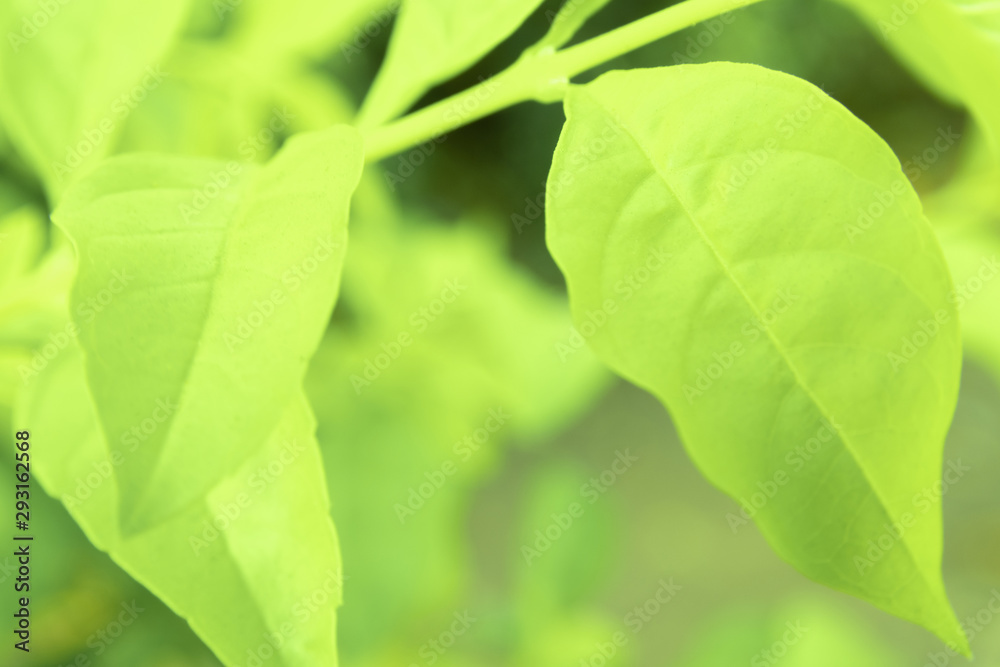 Close up green leaves of view texture green nature blurred background in park, garden or forest. Use to write or copy in empty space on green nature background.