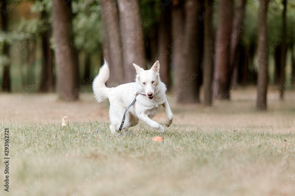 White Husky dog on a walk. Dog running and playing outdoor. Happy dog
